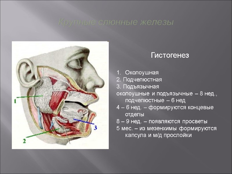 Крупные слюнные железы Гистогенез  Околоушная 2. Подчелюстная  3. Подъязычная  околоушные и